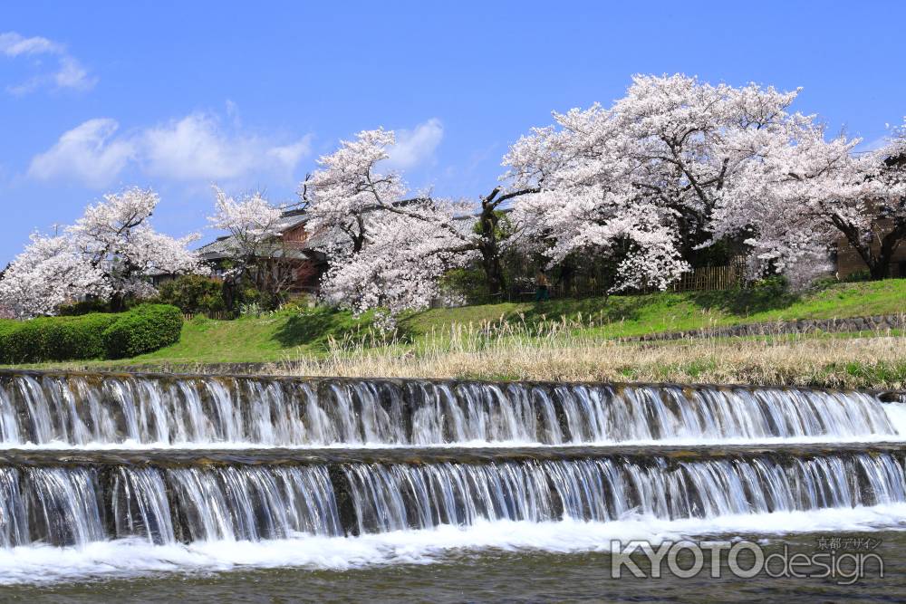 加茂川に咲く