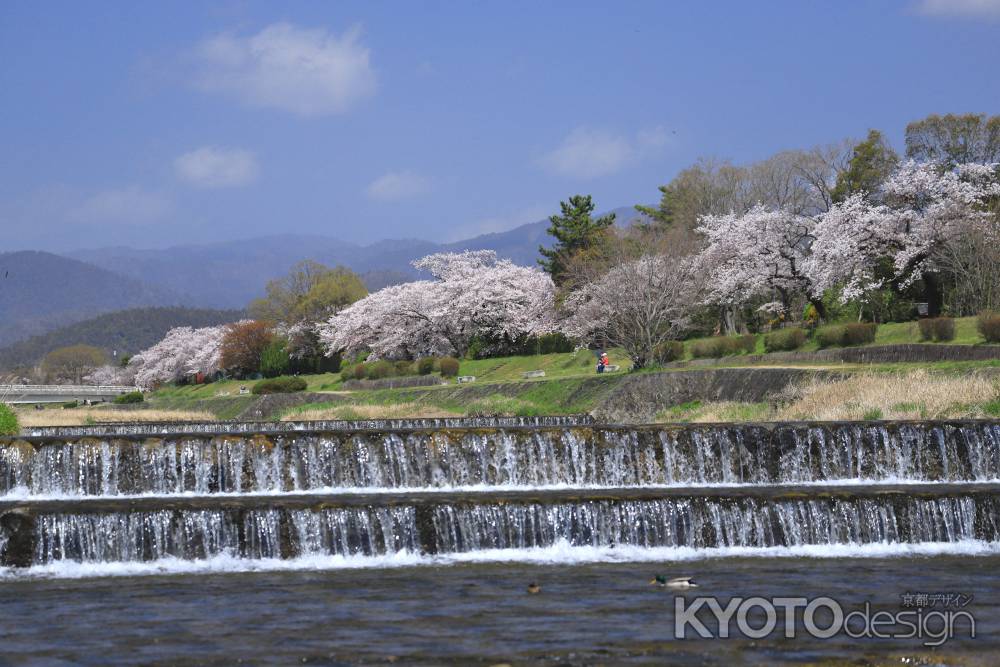 加茂川の桜