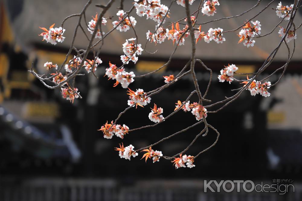 京都御苑の桜