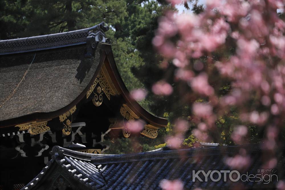 桜に包まれた朔平門