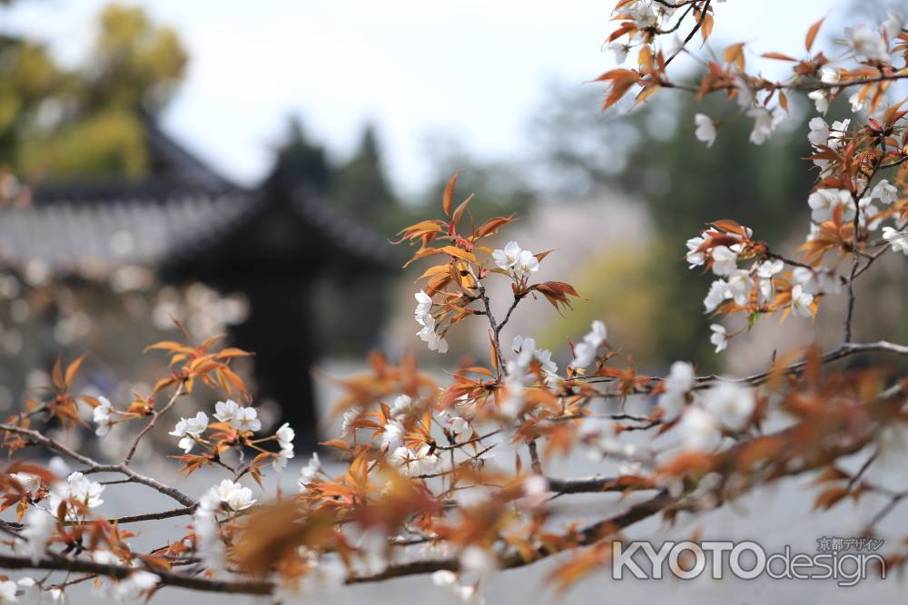 京都御苑に咲く