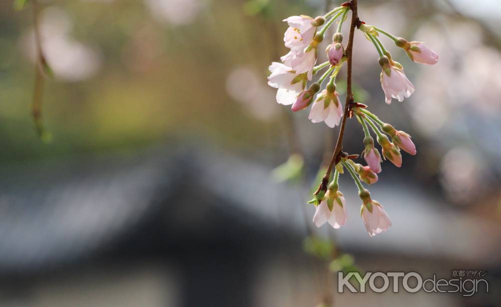 京都御苑の枝垂桜