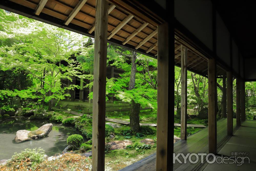 青もみじにつつまれた蓮華寺