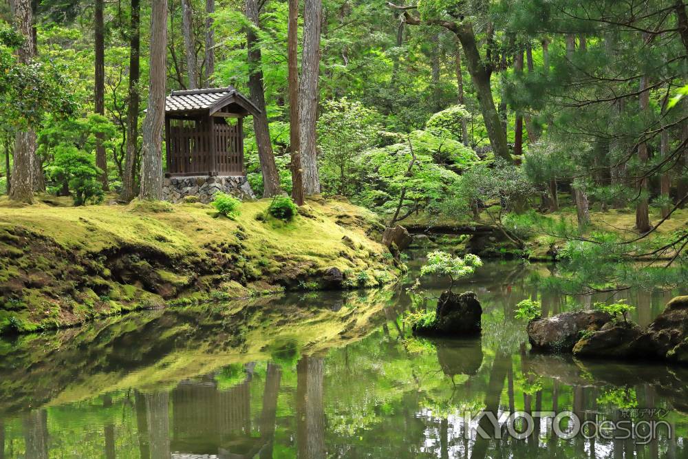 新緑の苔寺庭園の池に映る苔