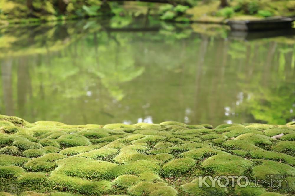 苔寺の苔