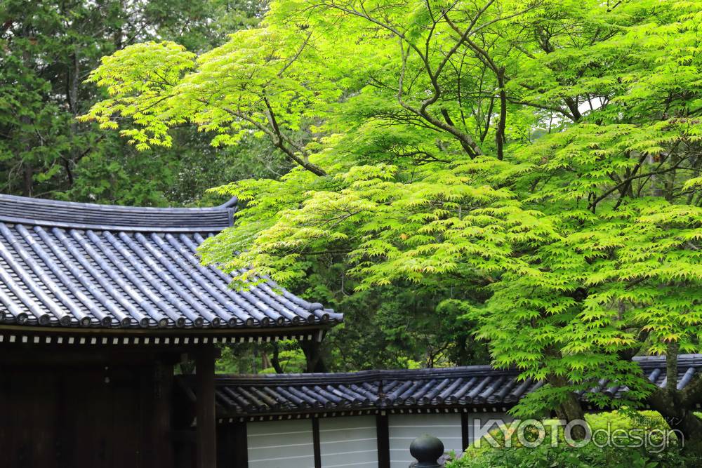 西芳寺総門の青もみじ