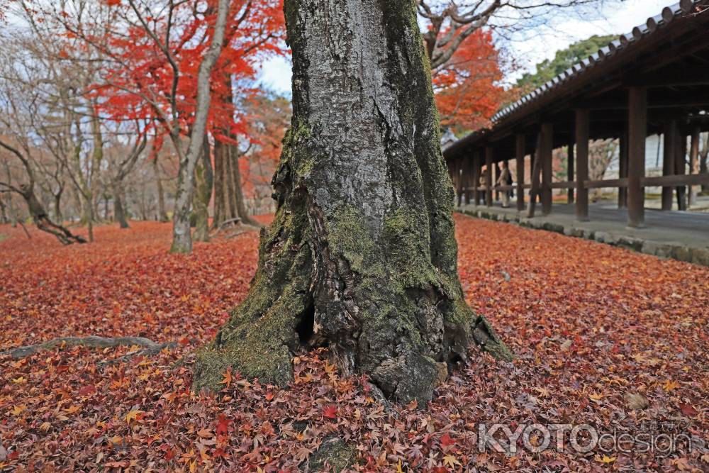 散るもみじ　東福寺