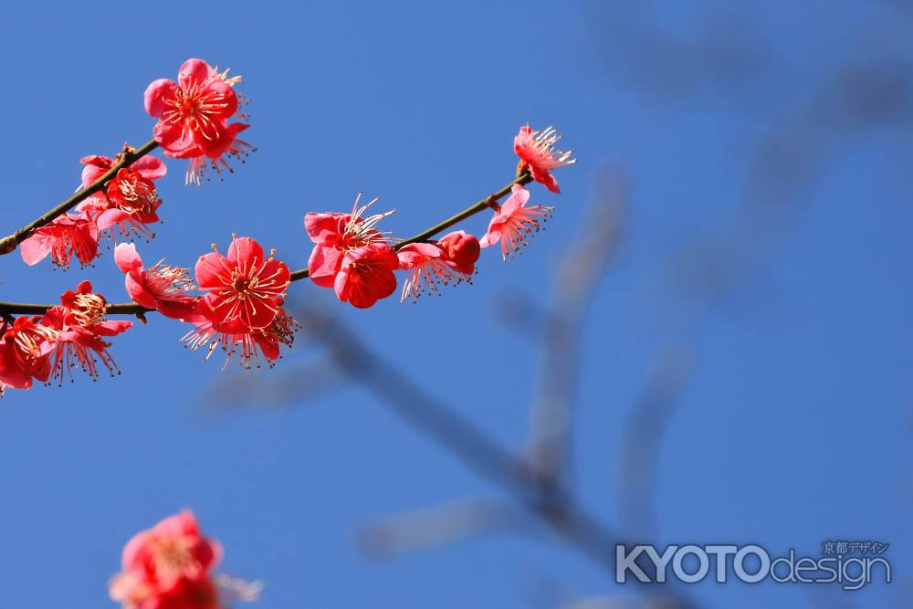 紅梅