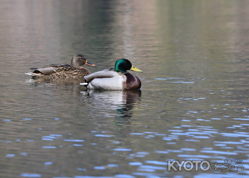 宝が池のマガモ