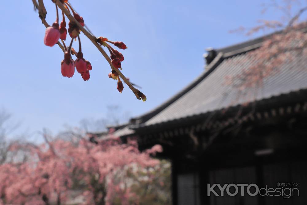 つぼみふくらむ妙満寺の桜