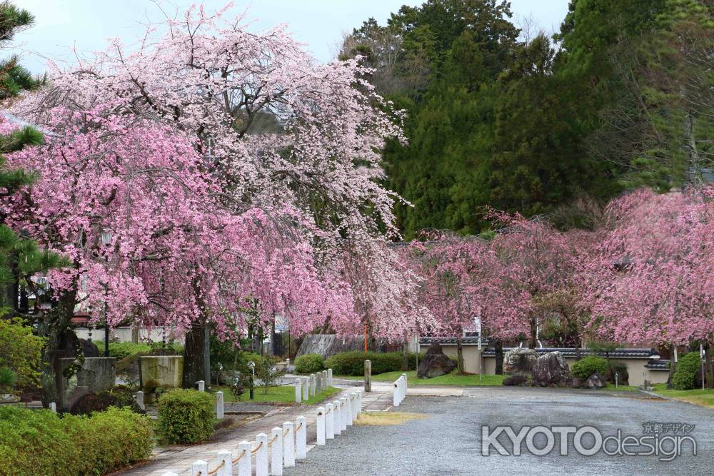 妙満寺の桜