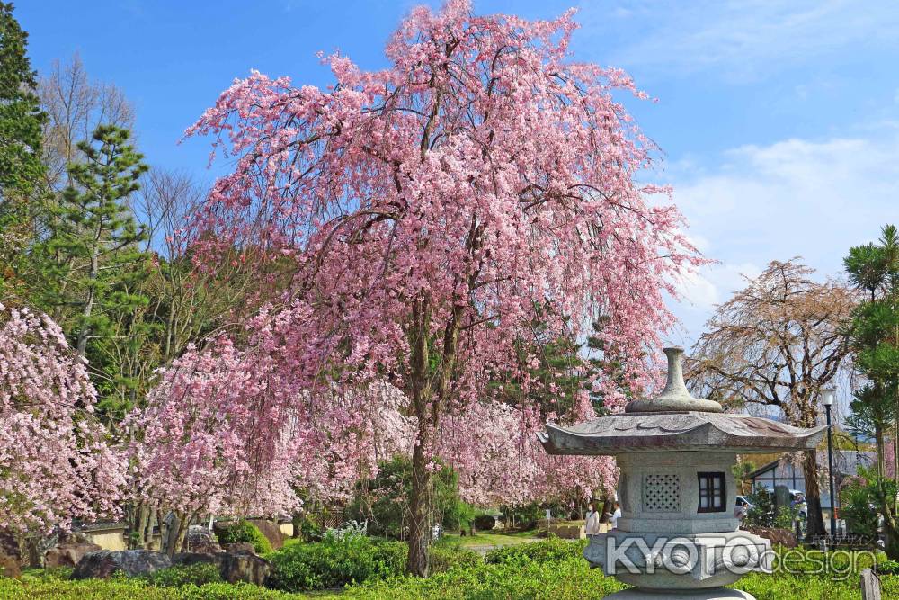 青空に映える桜