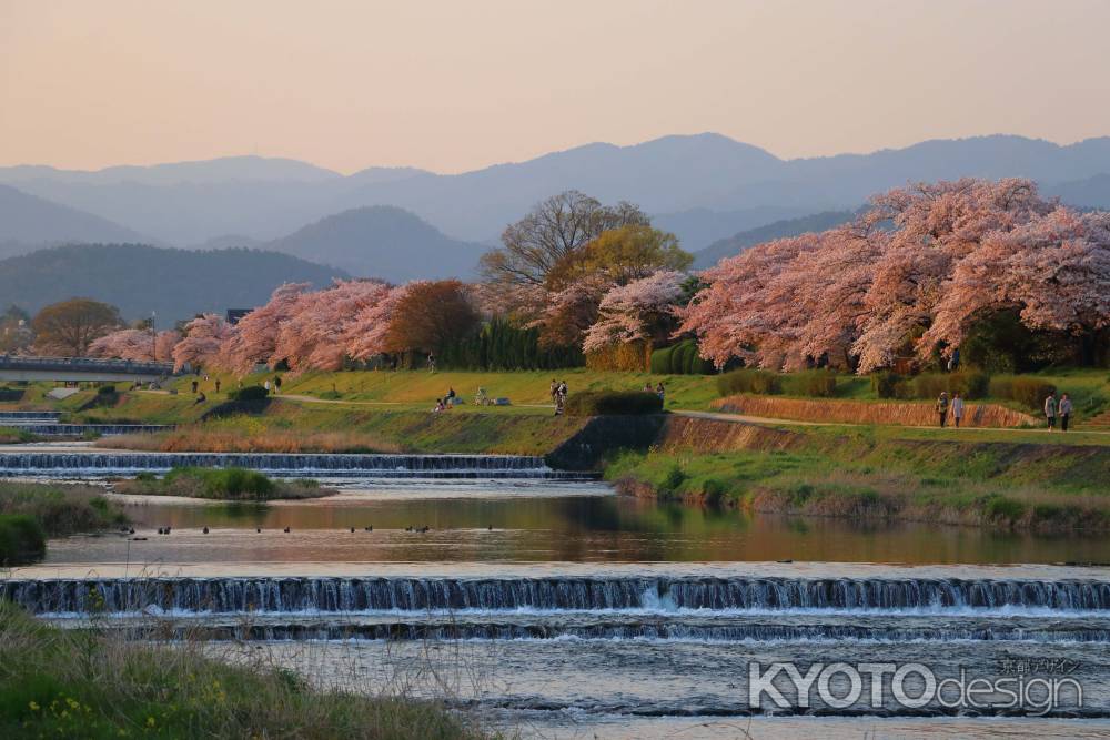 夕陽に染まる加茂川の桜