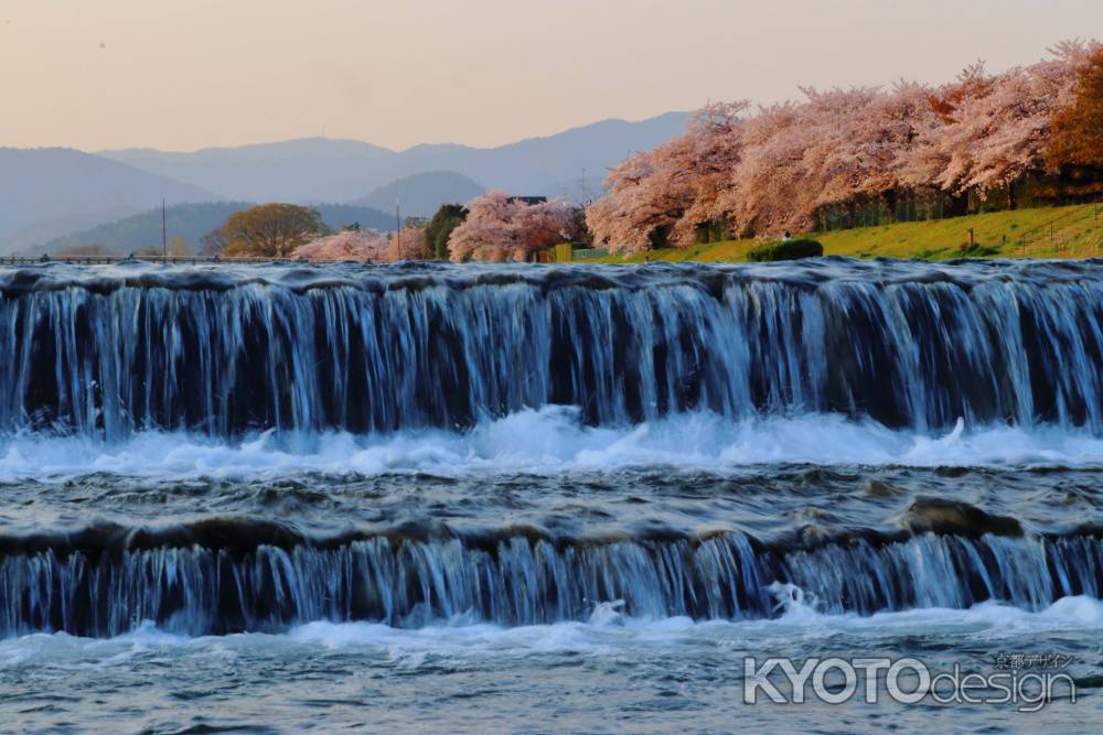 堰の向こうに夕陽に染まる桜