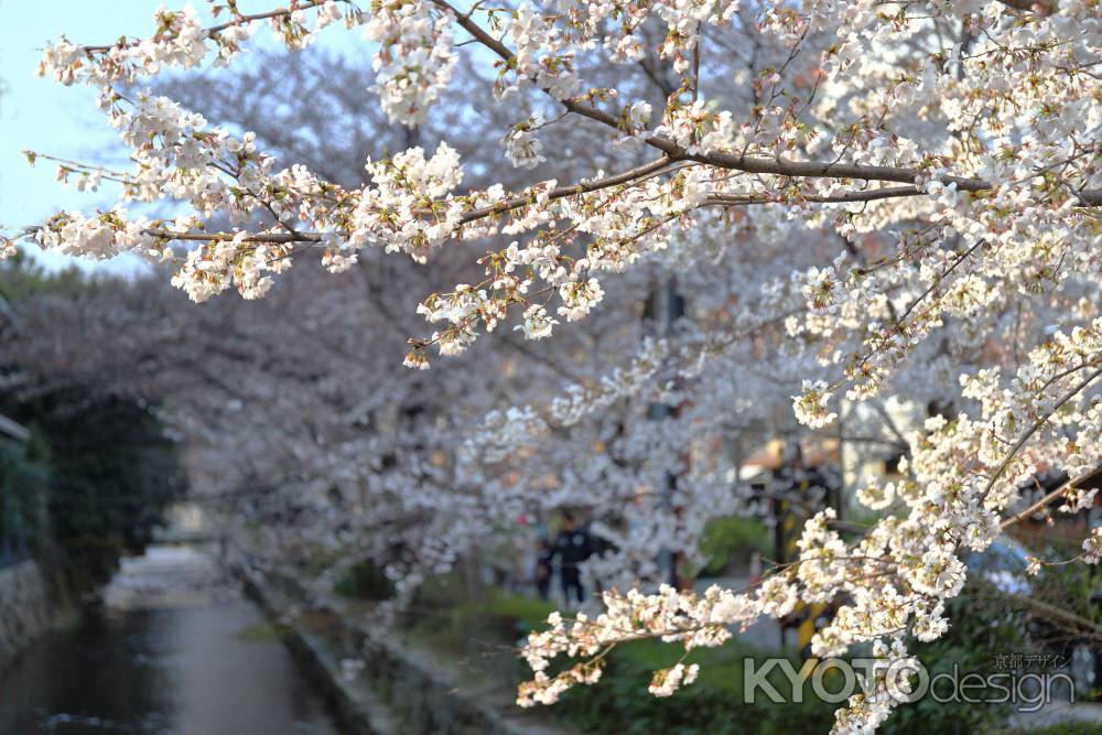 高瀬川の桜