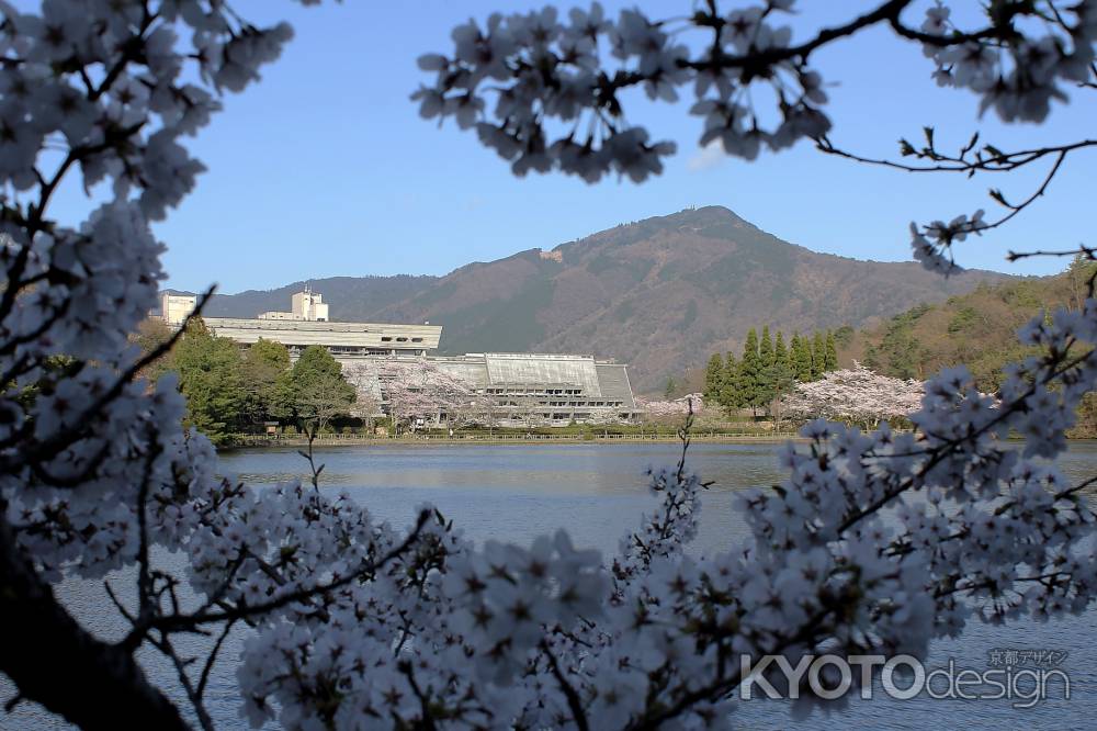 桜の向こうに比叡山