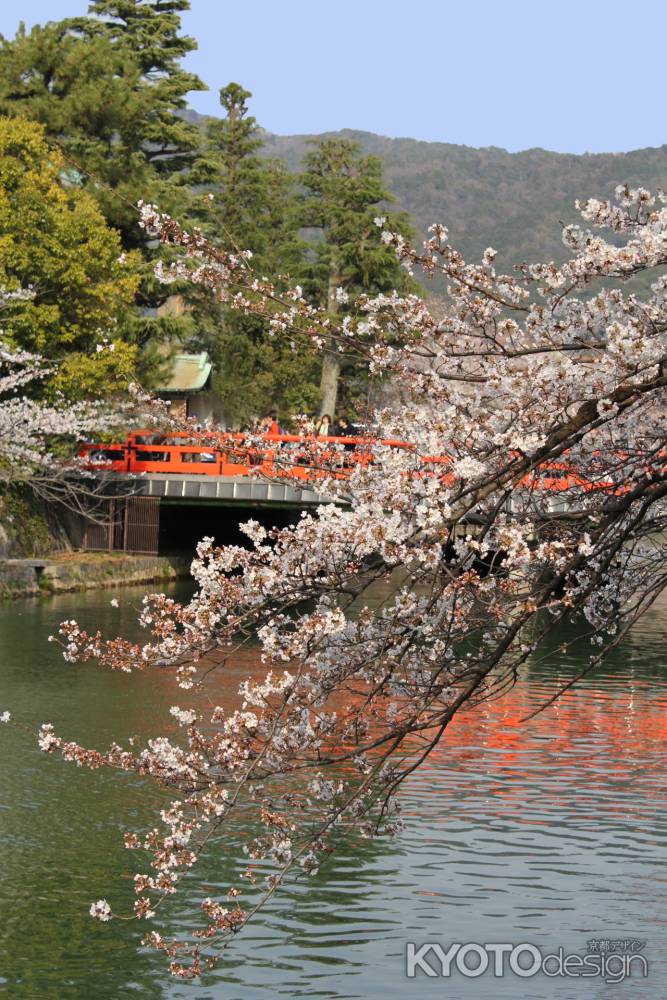 琵琶湖疏水の桜