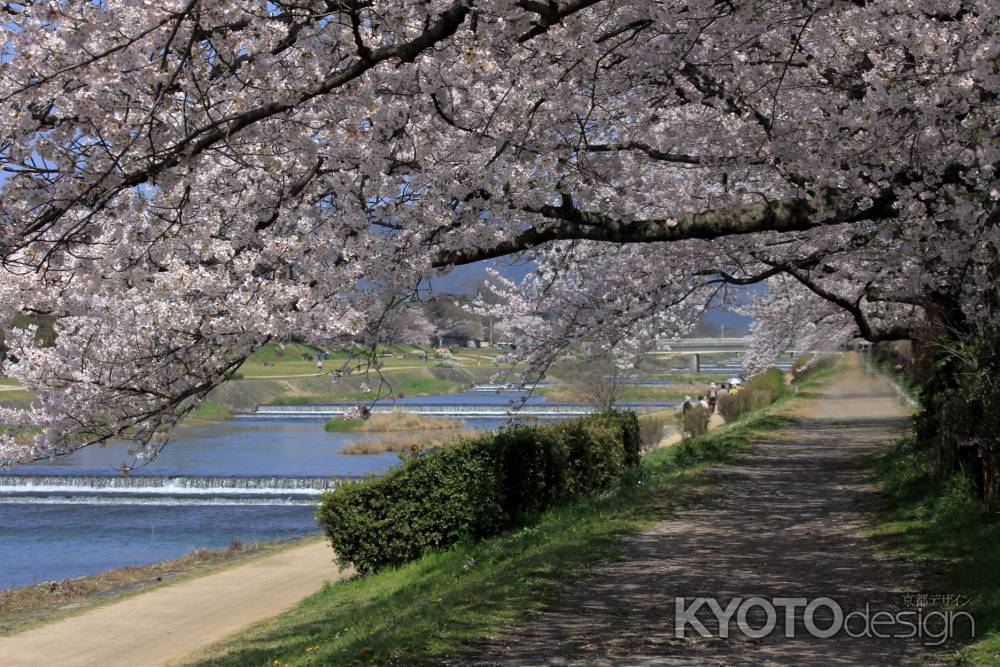 加茂川の桜