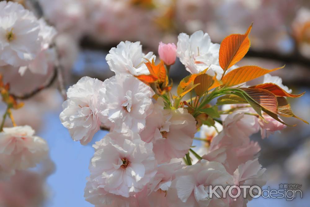 八重桜