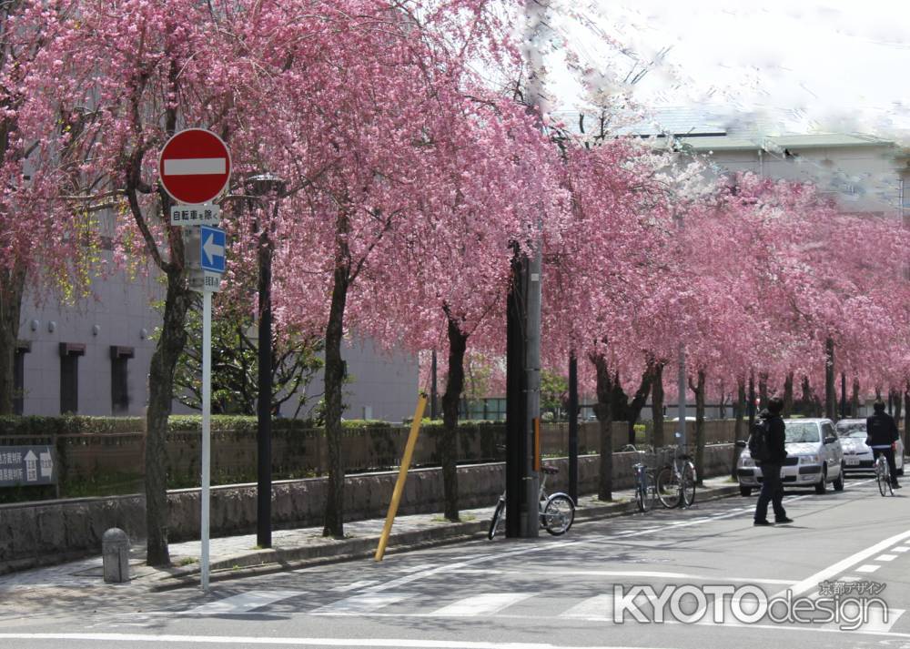 京都地方裁判所の紅枝垂桜