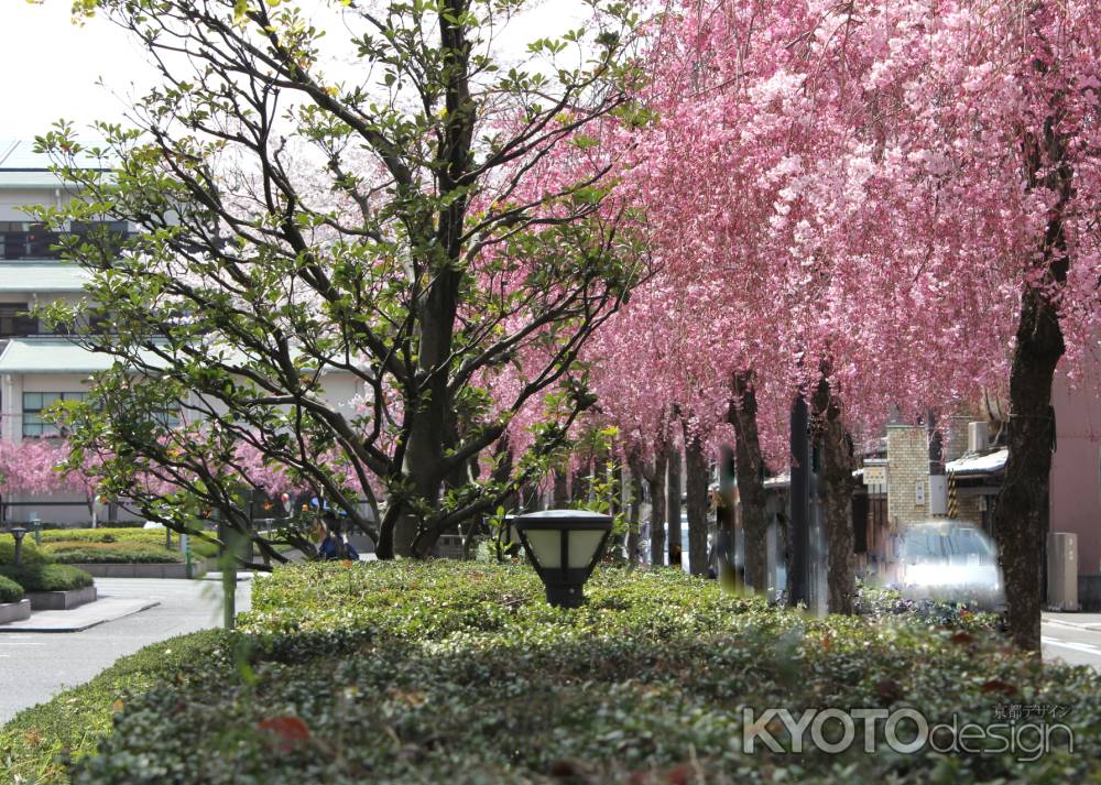 京都地方裁判所の紅枝垂桜