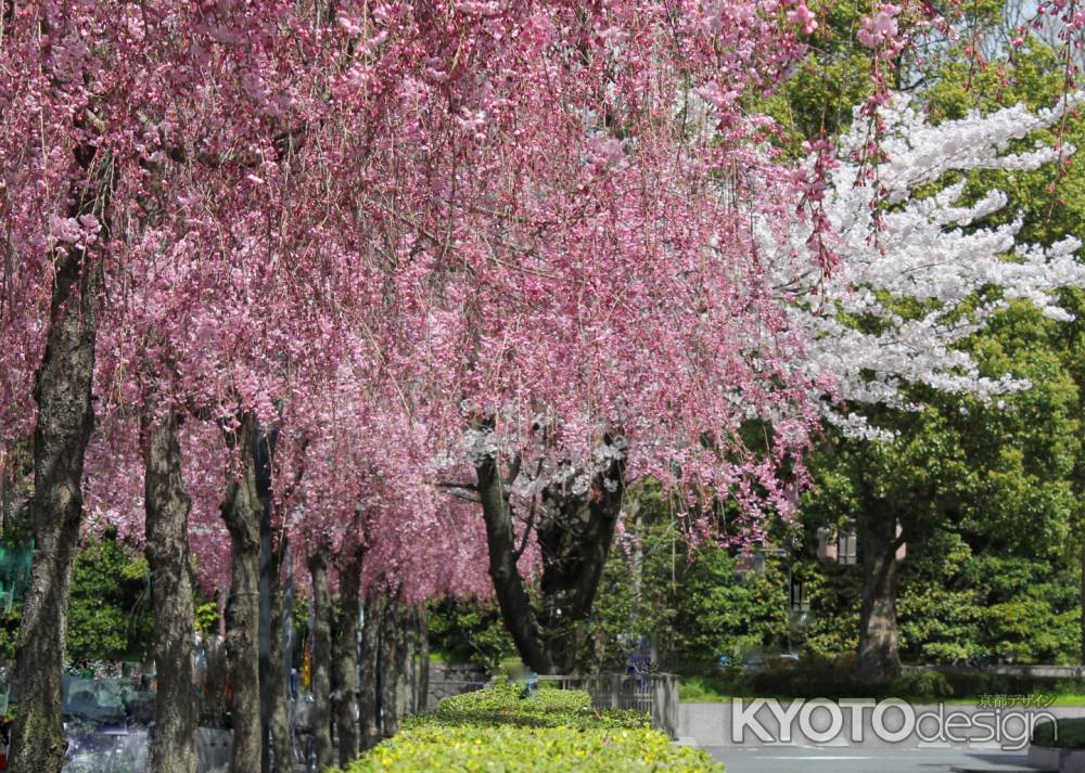 京都地方裁判所の桜