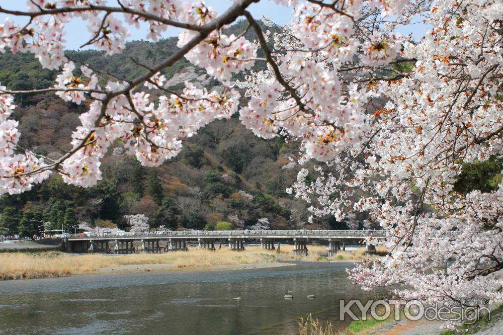 桜と嵐山渡月橋