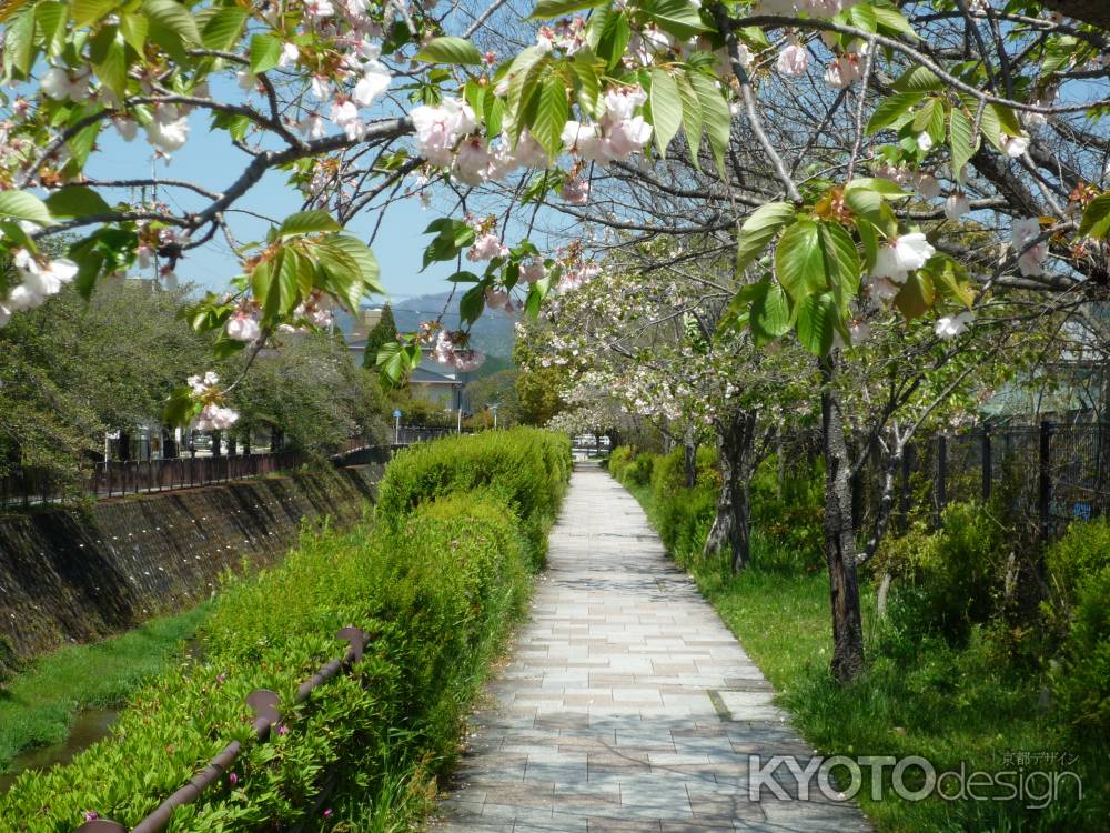 岩倉川の散歩道