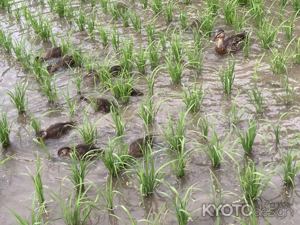 マガモが田んぼで食事