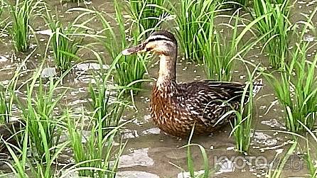 子マガモを見守るお母さんガモ