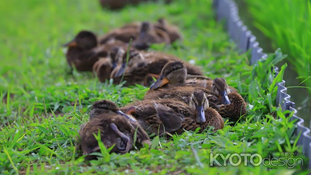 子マガモがあぜ道で休憩