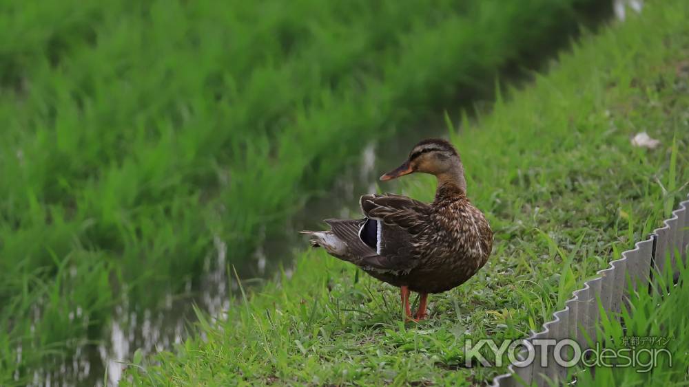 見守るお母さんマガモ