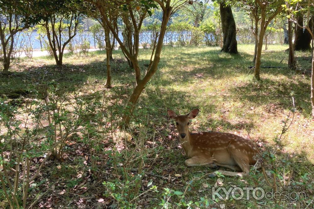 宝が池の鹿