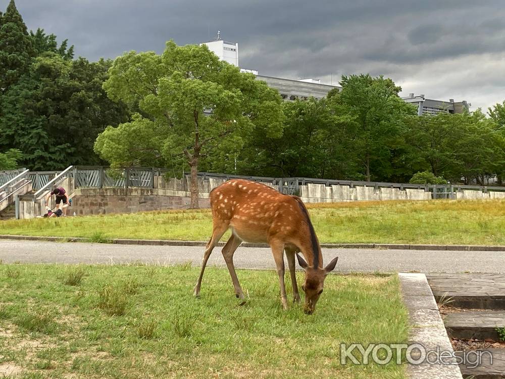 宝が池北公園の鹿