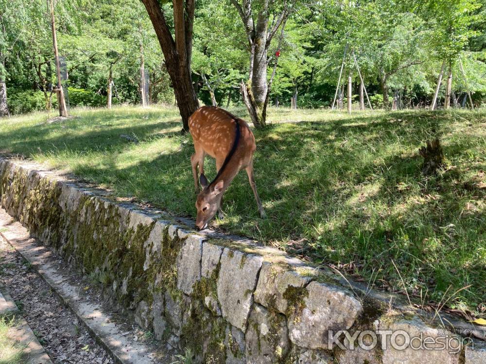 宝が池公園の鹿