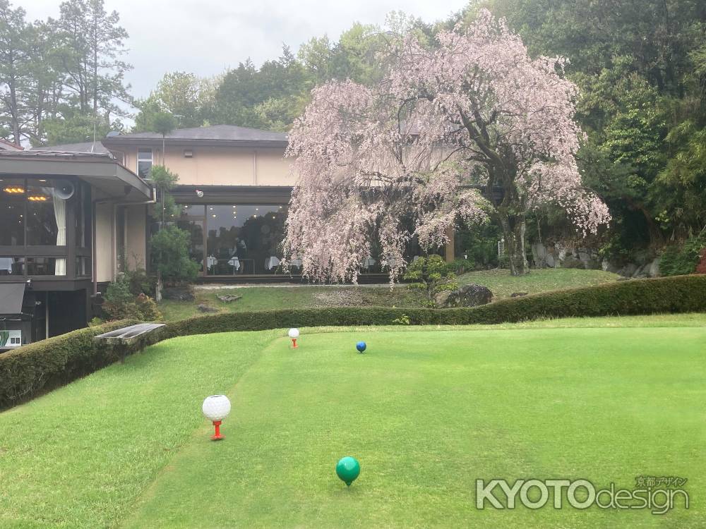 京都ゴルフ俱楽部上賀茂コースの枝垂桜