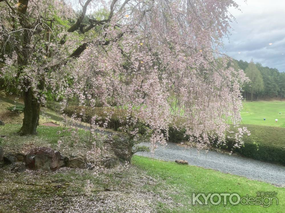 しだれ桜