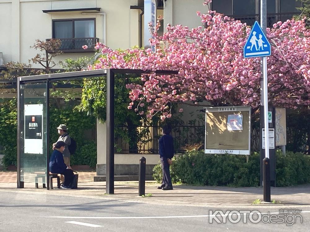 八重桜満開の長谷別れバス停
