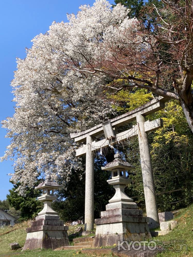 妙見神社の桜