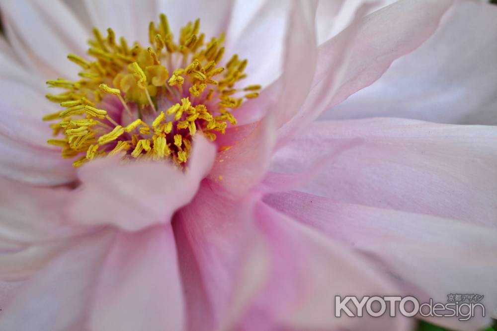 京都府立植物園　早春の草花展　冬牡丹