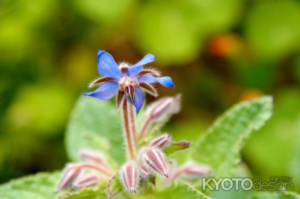 京都府立植物園　早春の草花展　ルリチシャ