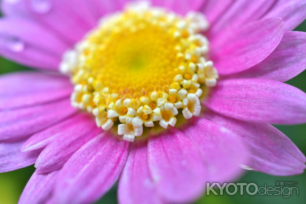 京都府立植物園　早春の草花展　マーガレット