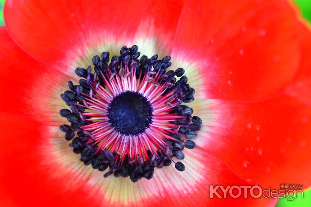 京都府立植物園　早春の草花展　ポピー