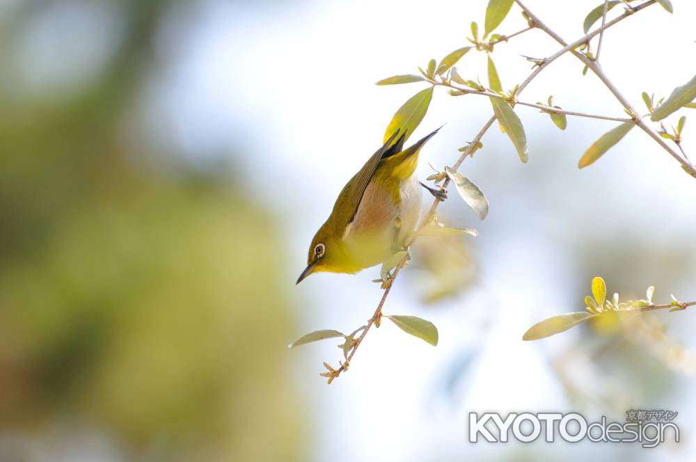 北野天満宮　メジロ　爽やか