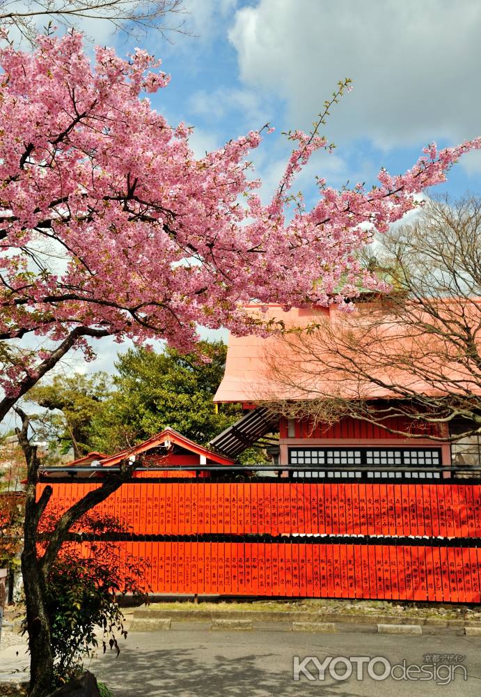 車折神社　早咲き桜　河津桜