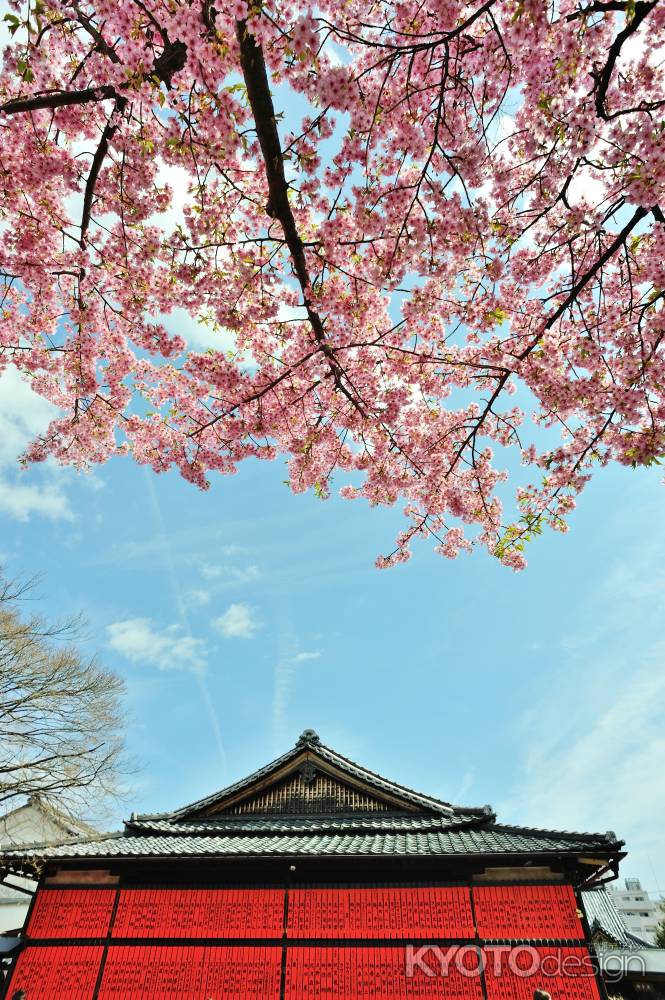 車折神社　桜　空