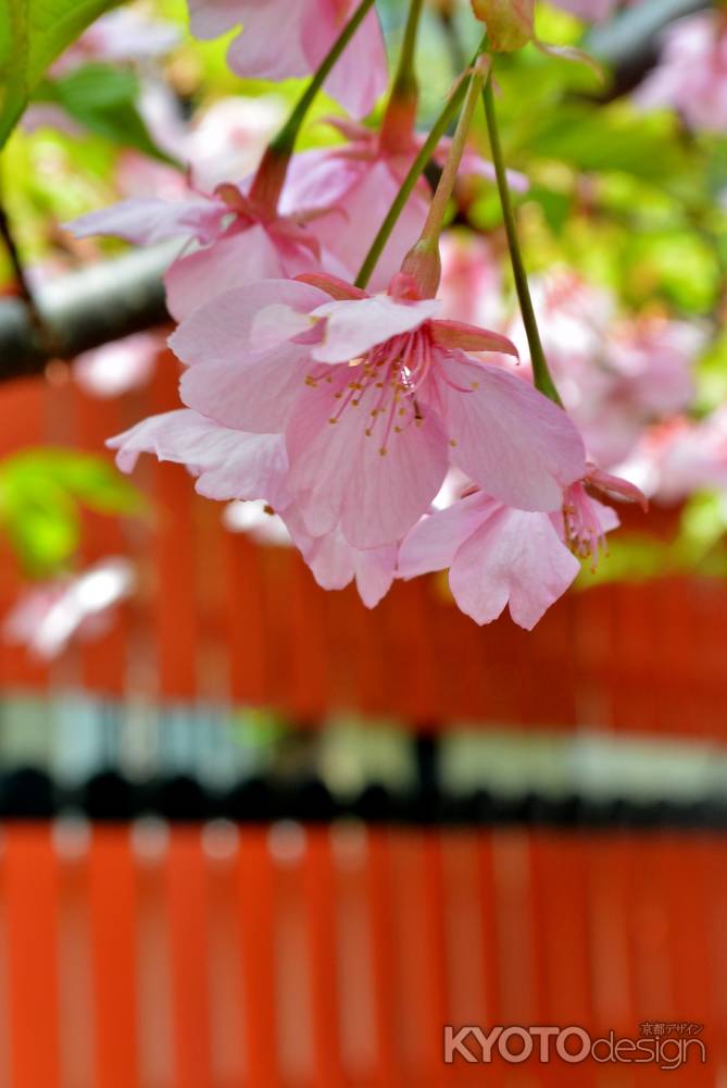 車折神社　河津桜　アップ