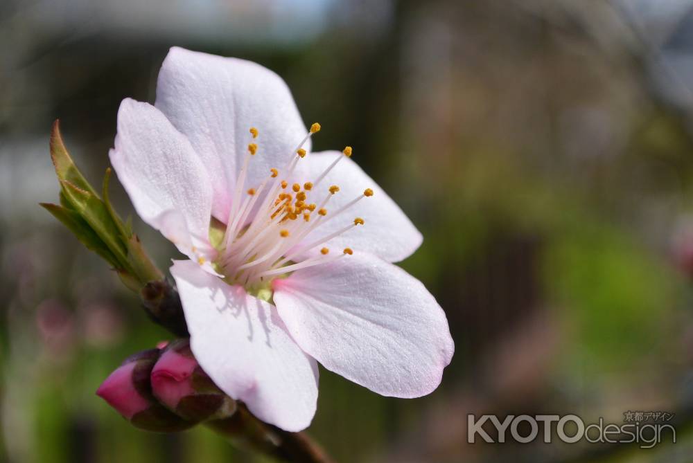 アーモンドの花