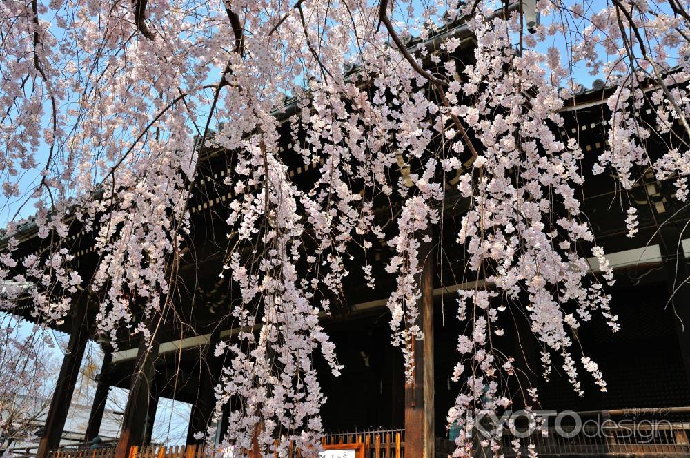 立本寺　枝垂れ桜　風