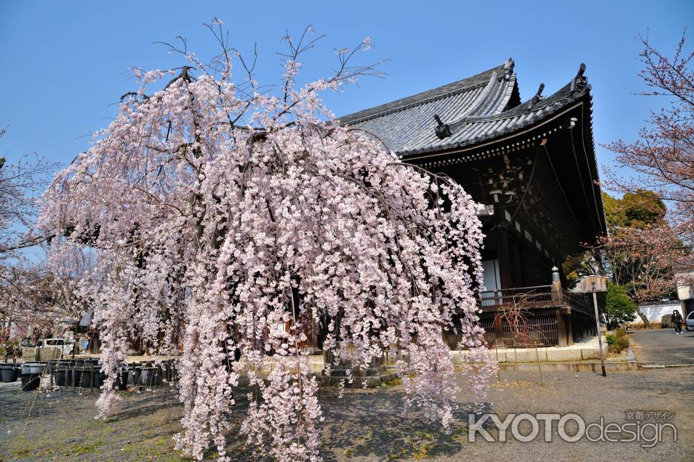 立本寺　枝垂れ桜